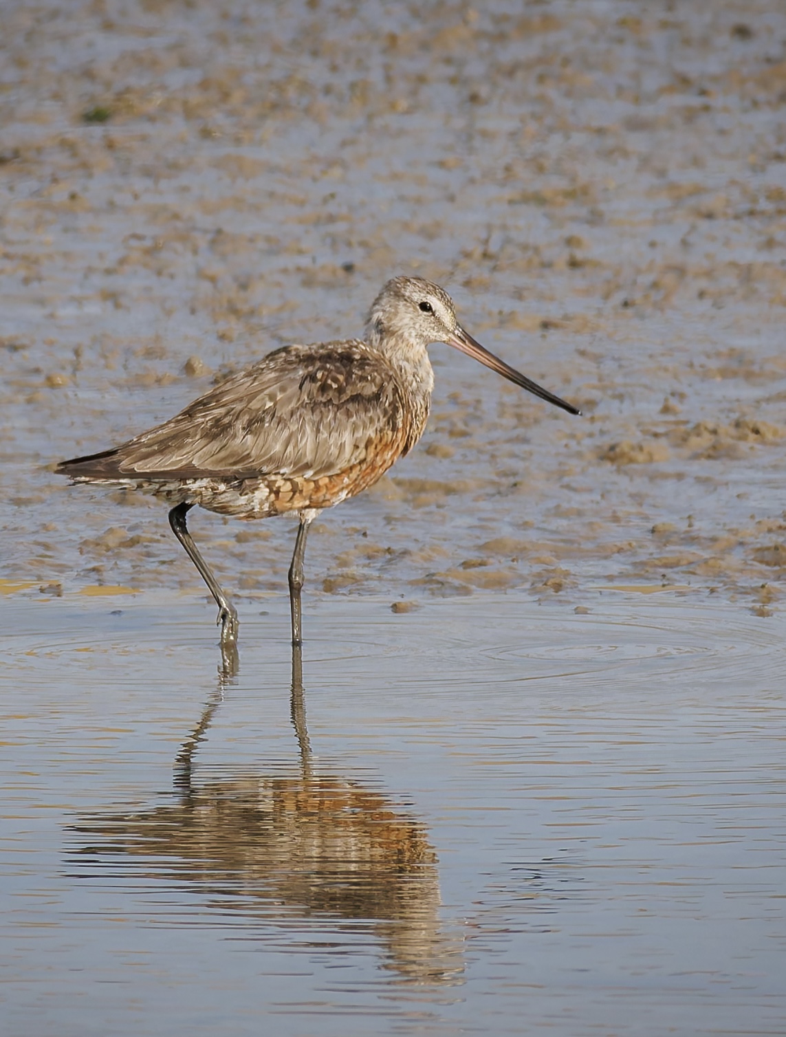 Hudsonian Godwit