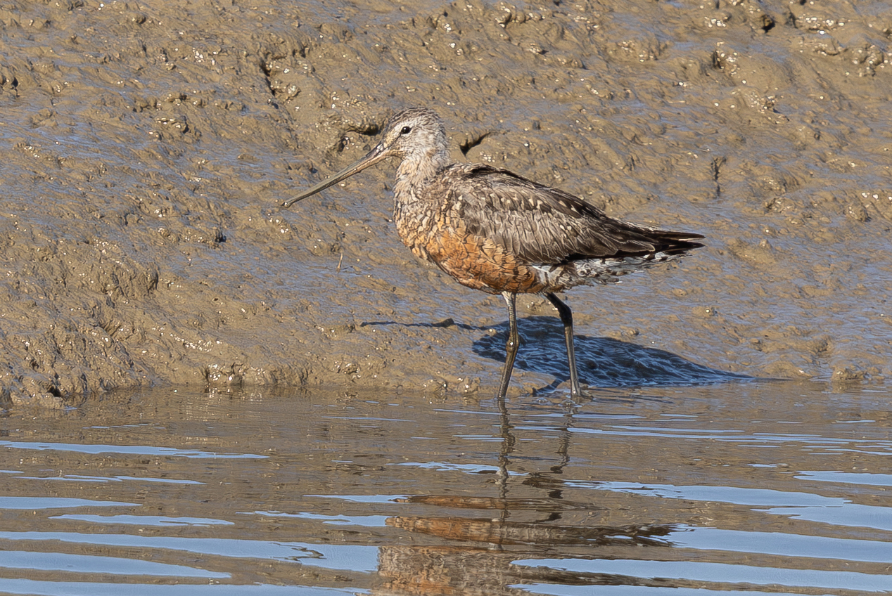 Hudsonian Godwit