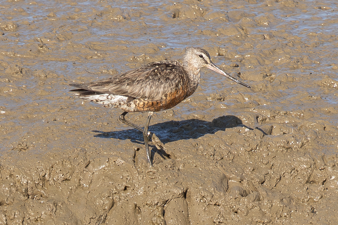 Hudsonian Godwit
