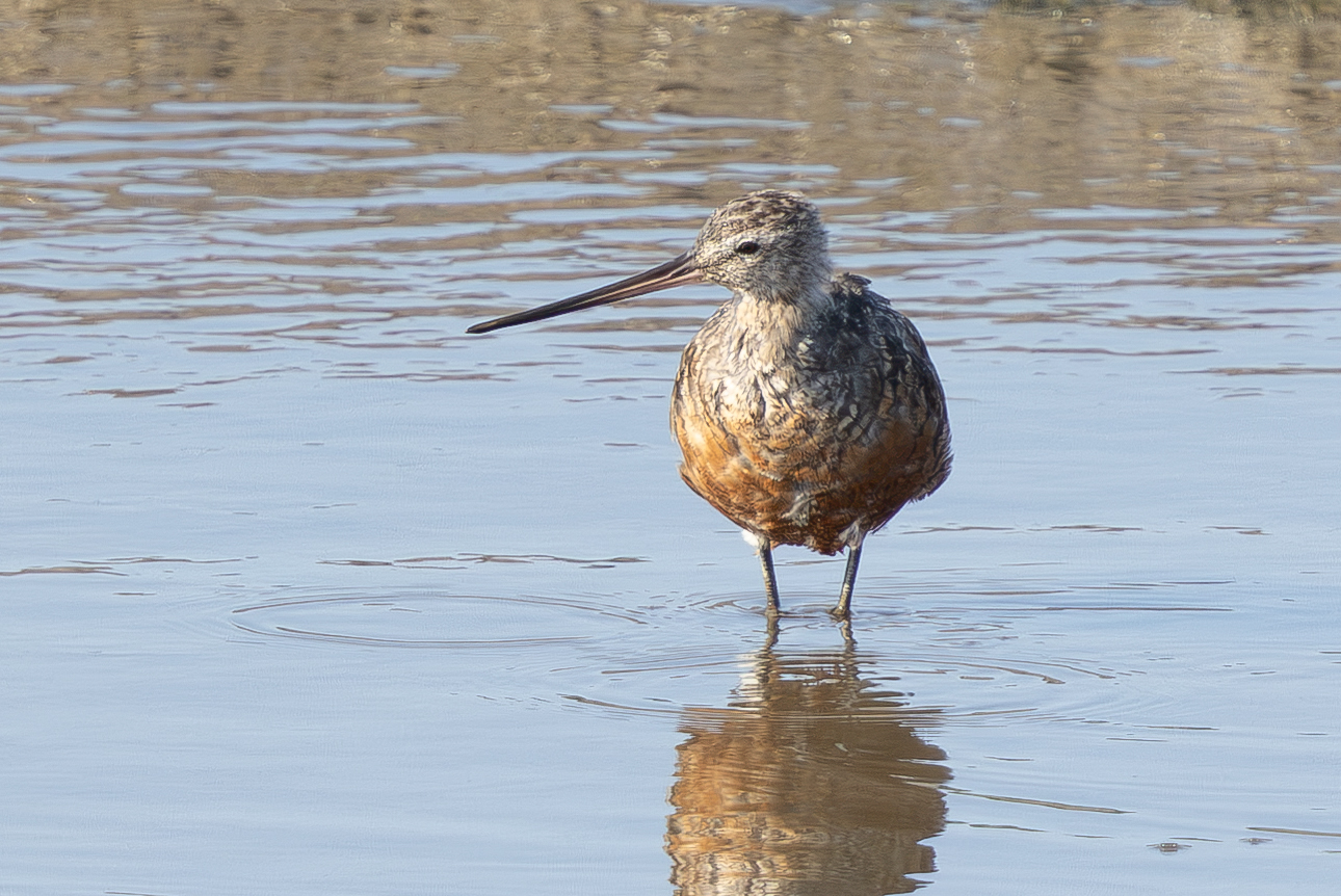 Hudsonian Godwit