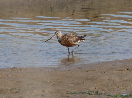 Hudsonian Godwit
