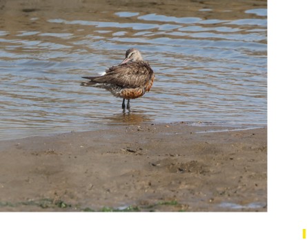 Hudsonian Godwit