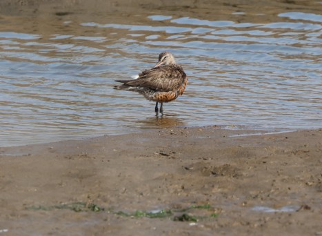 Hudsonian Godwit