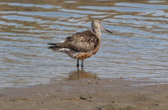 Hudsonian Godwit