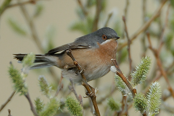Subalpine Warbler