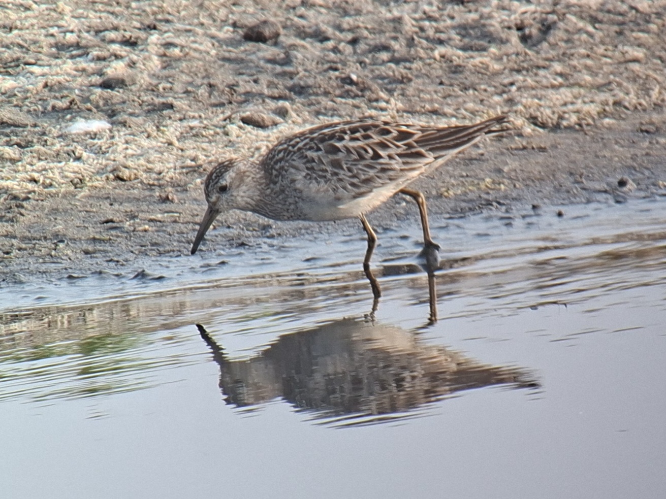Pectoral Sandpiper