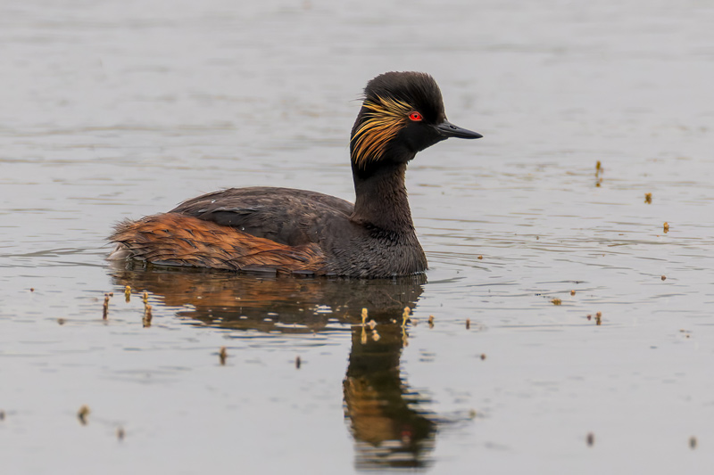 Black-necked Grebe