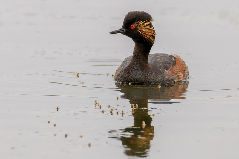 Black-necked Grebe