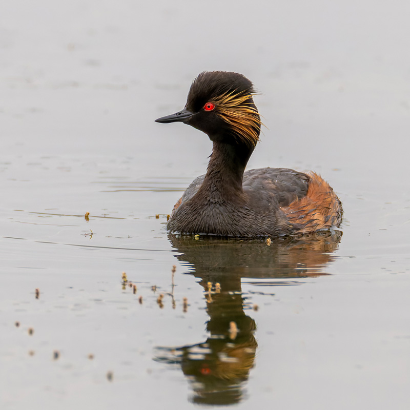 Black-necked Grebe
