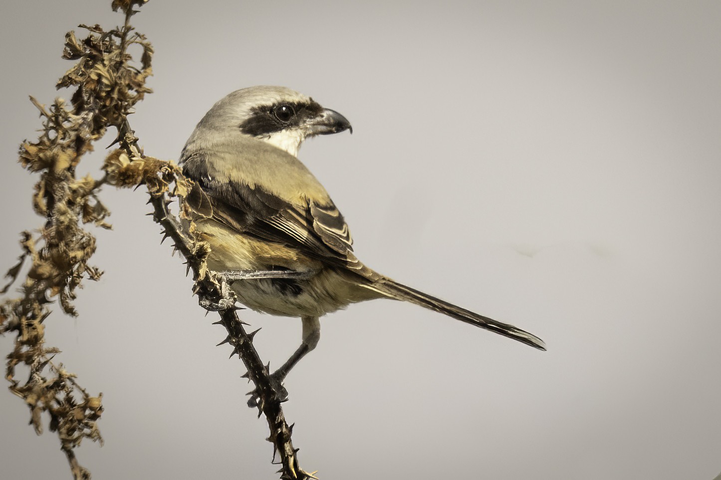 Long-tailed Shrike