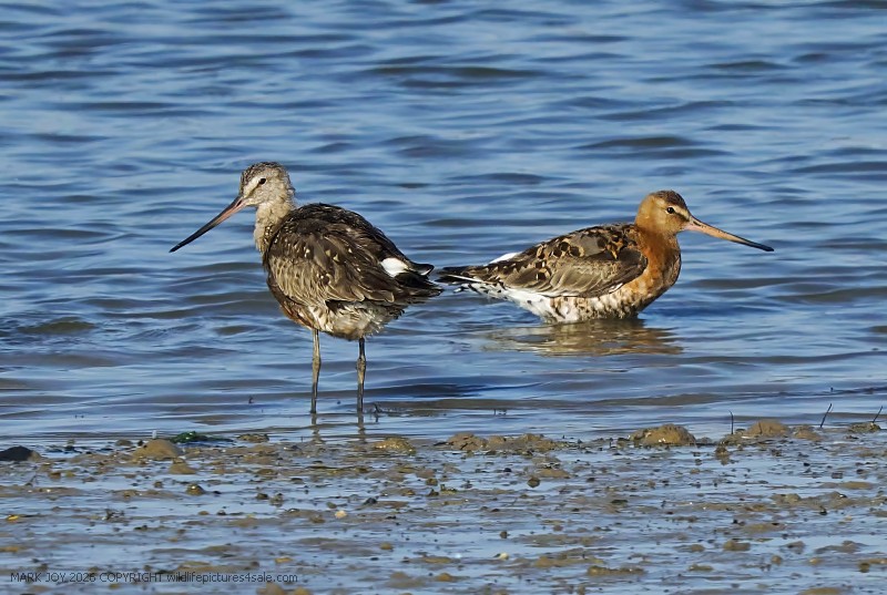 Hudsonian Godwit