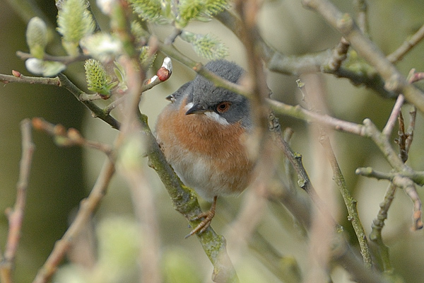 Subalpine Warbler