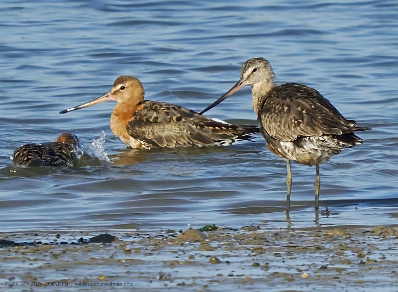 Hudsonian Godwit