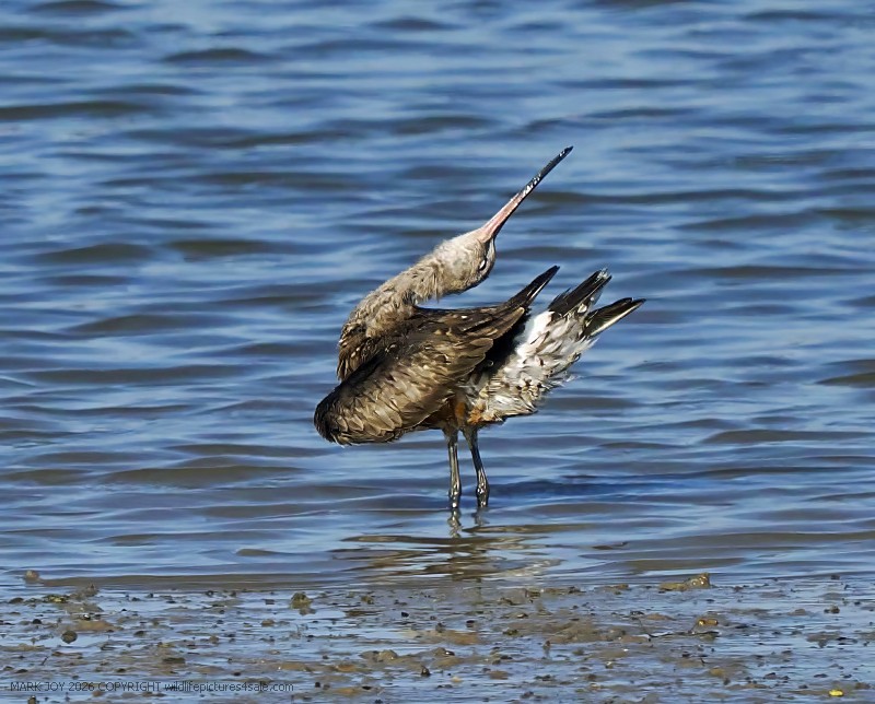 Hudsonian Godwit