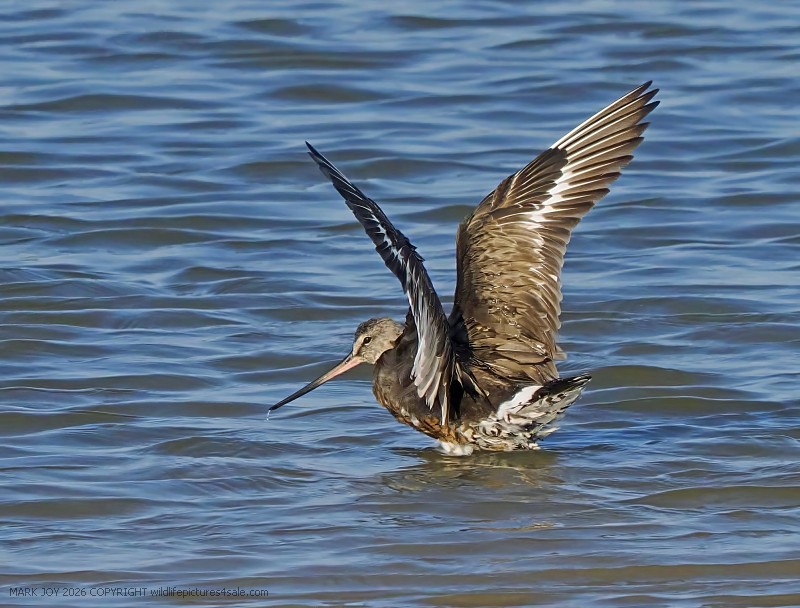 Hudsonian Godwit