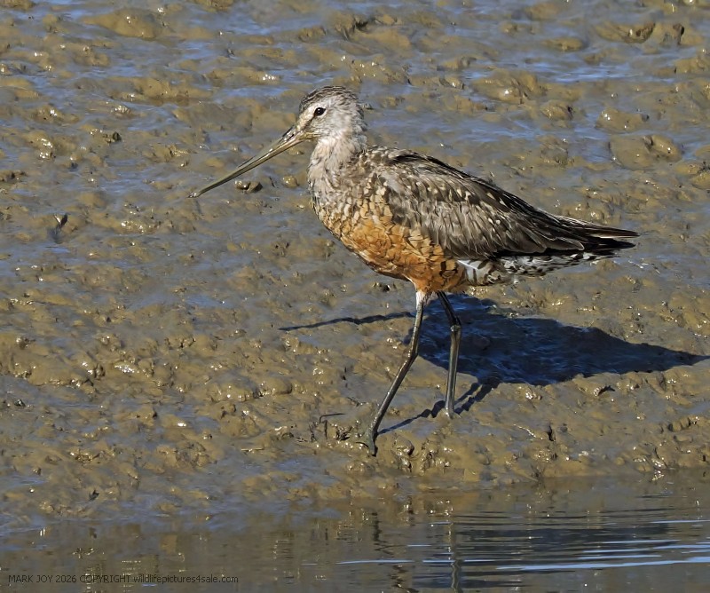 Hudsonian Godwit