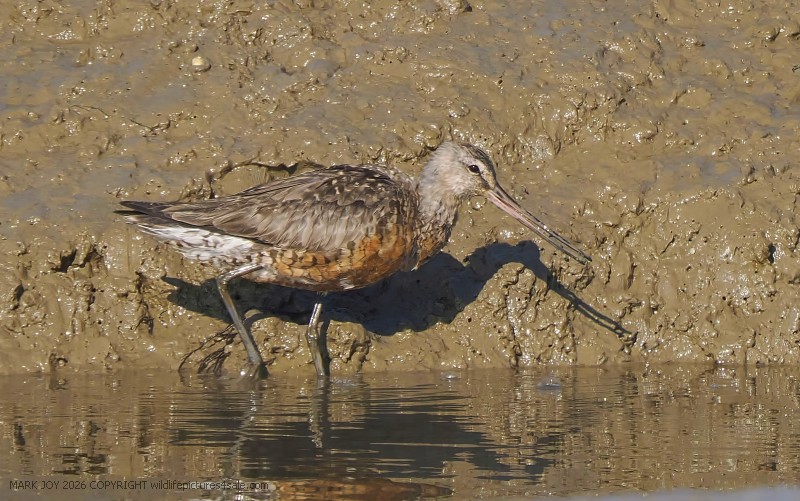 Hudsonian Godwit