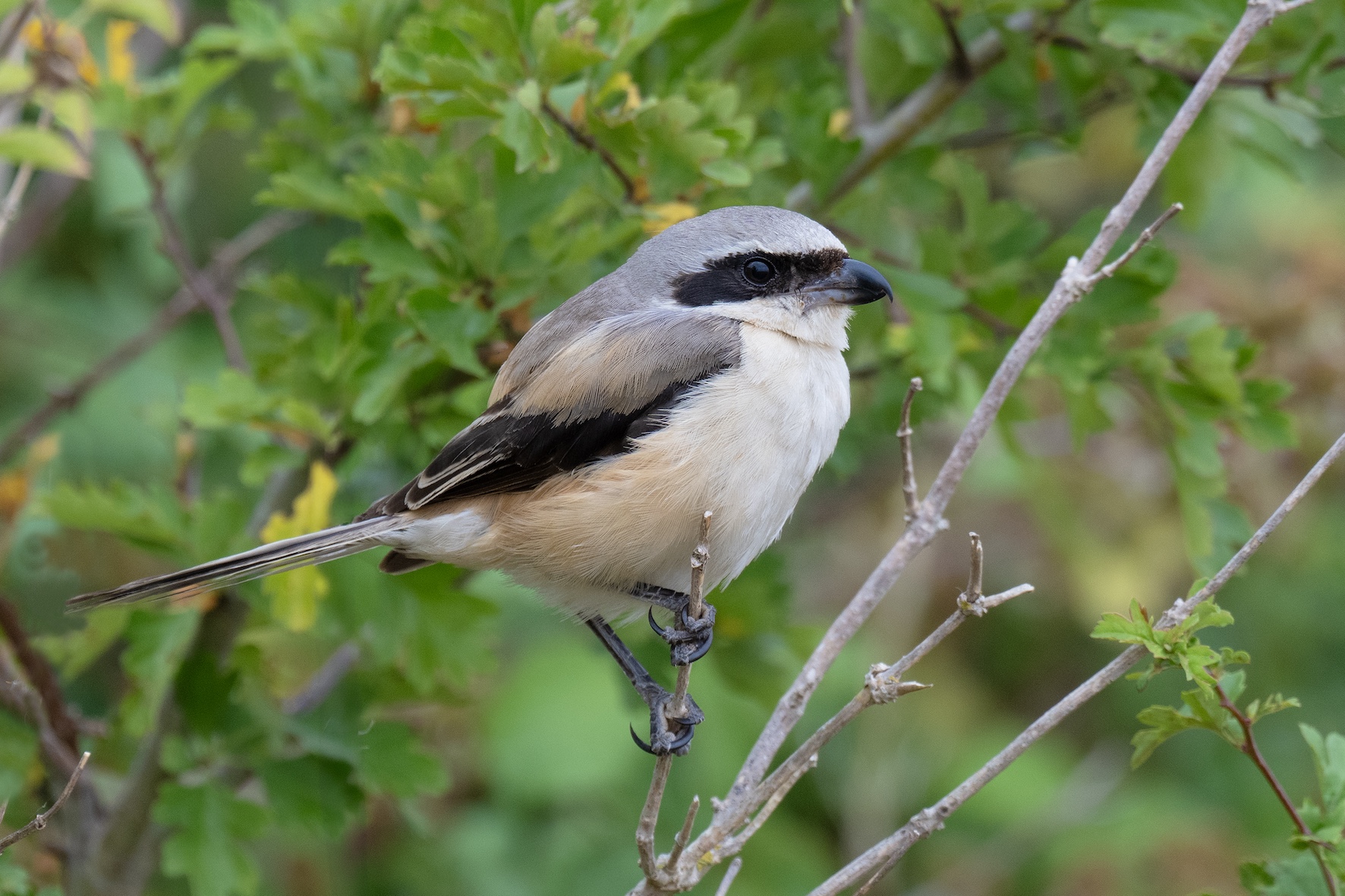 Long-tailed Shrike