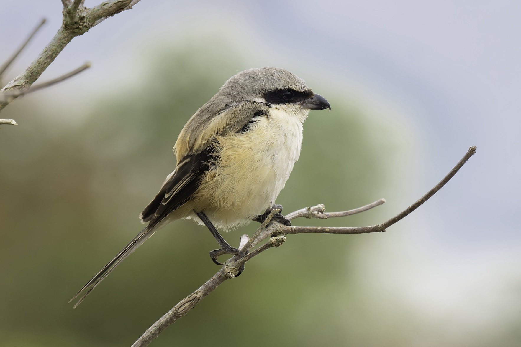 Long-tailed Shrike