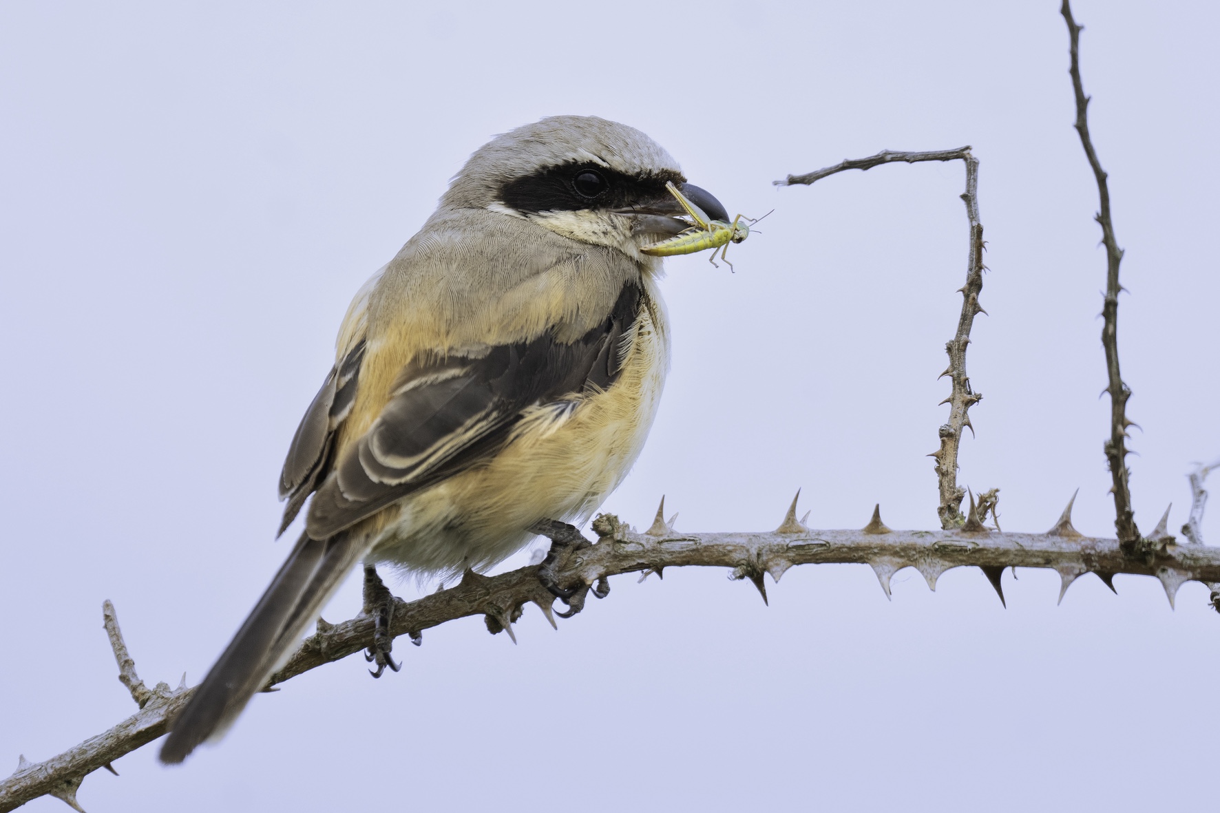 Long-tailed Shrike