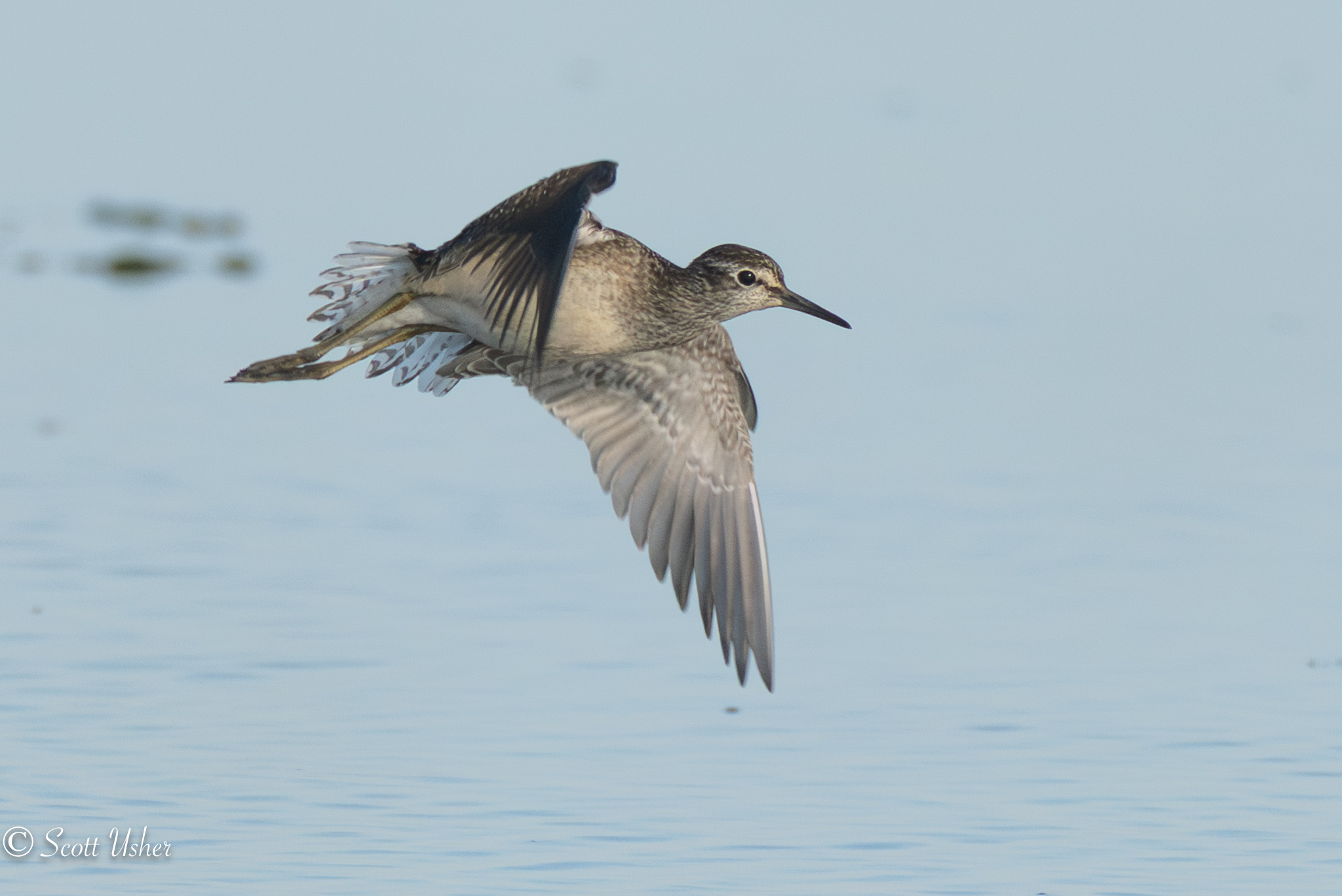 Wood Sandpiper 
