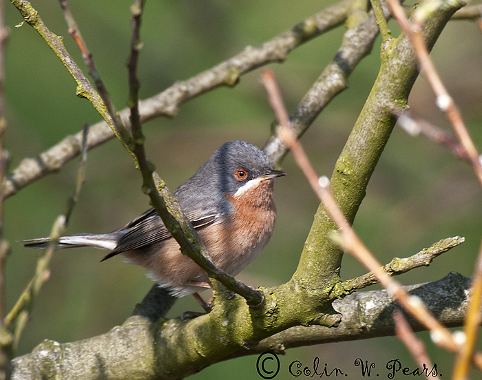 Subalpine Warbler