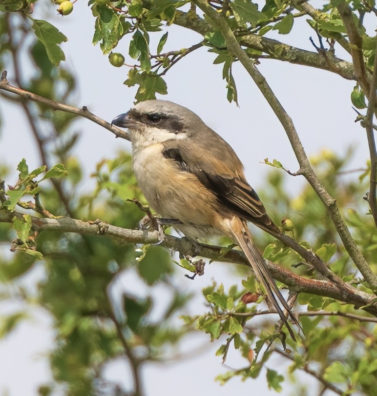 Long-tailed Shrike