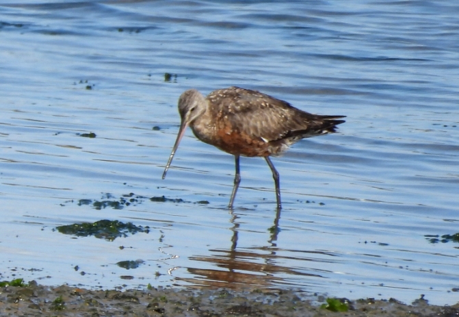 Hudsonian Godwit