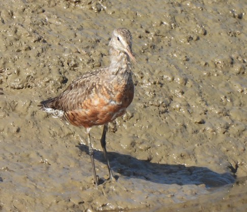 Hudsonian Godwit