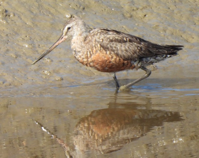 Hudsonian Godwit