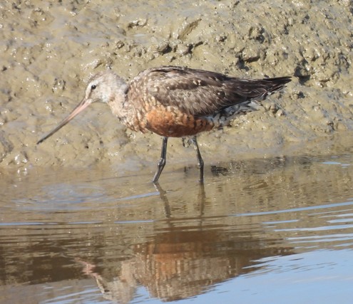 Hudsonian Godwit