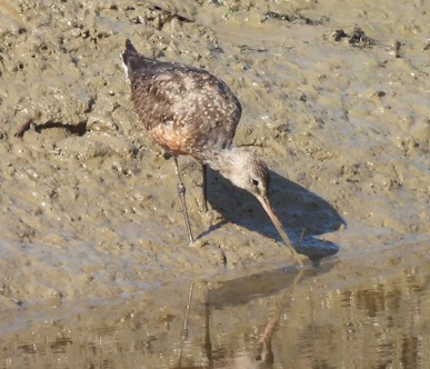 Hudsonian Godwit