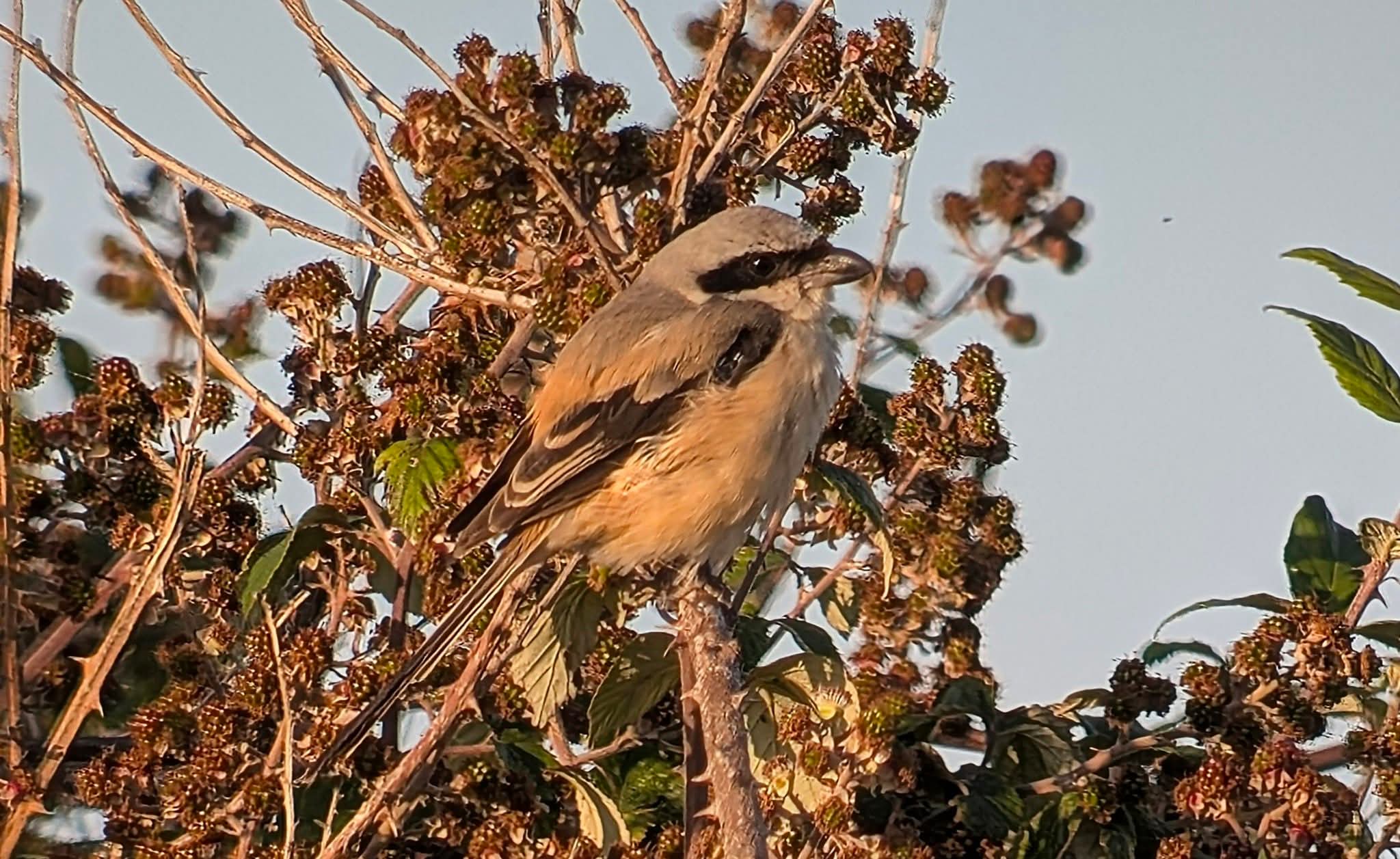 Long tailed shrike