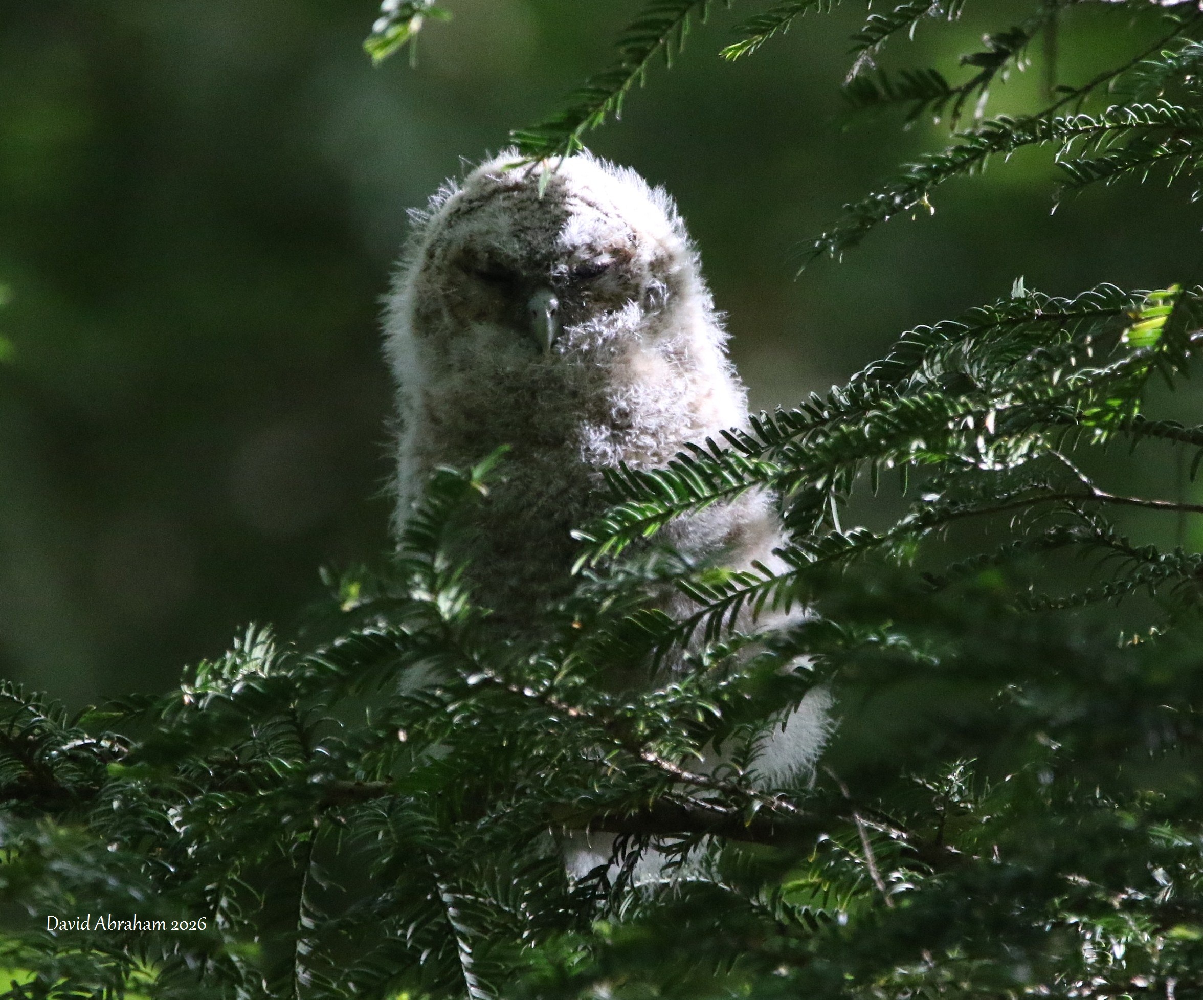 Tawny Owl 