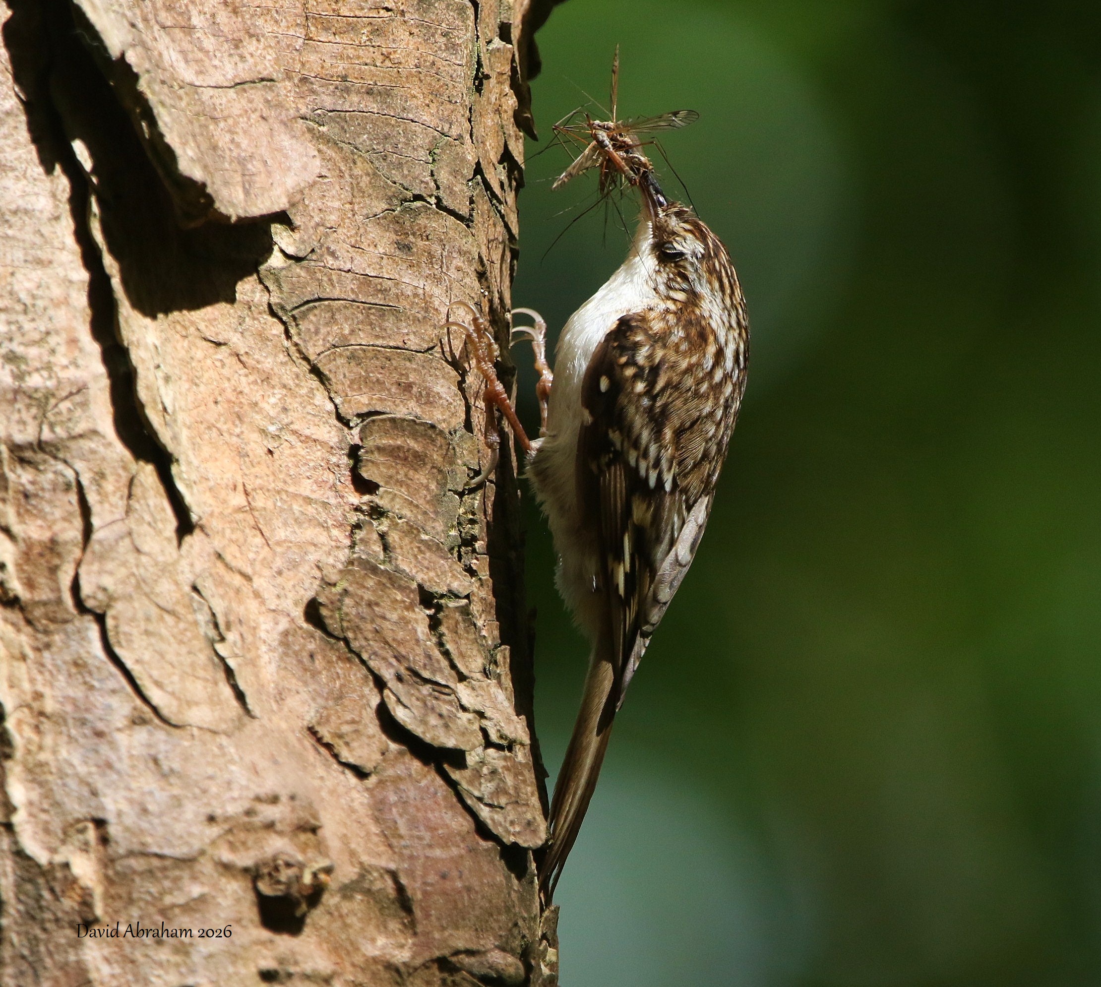 Treecreeper 
