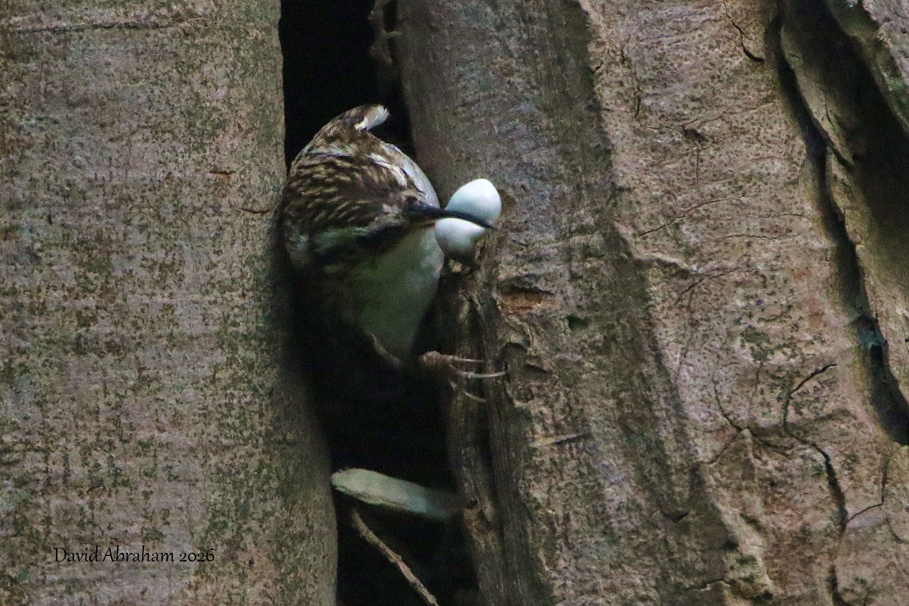 Treecreeper 