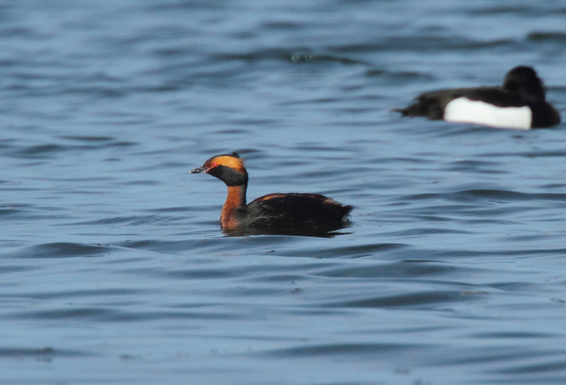 Slavonian Grebe