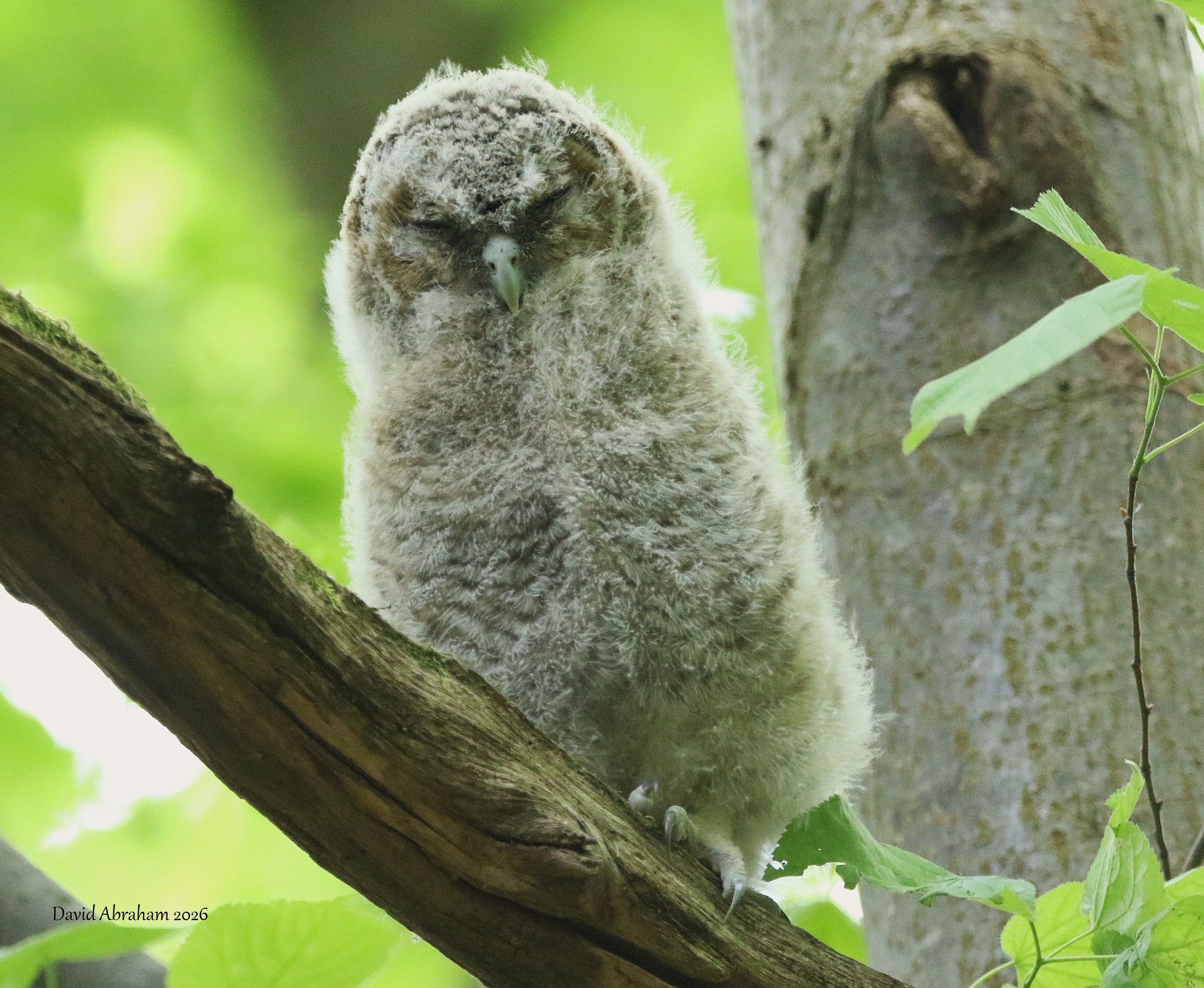 Tawny Owl 
