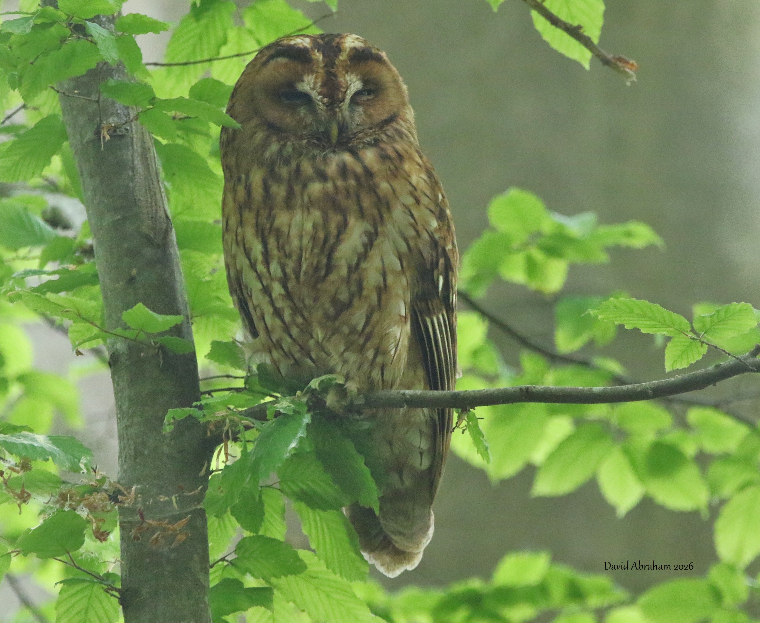 Tawny Owl 