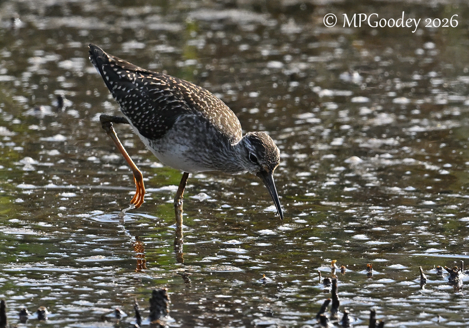 Wood Sandpiper