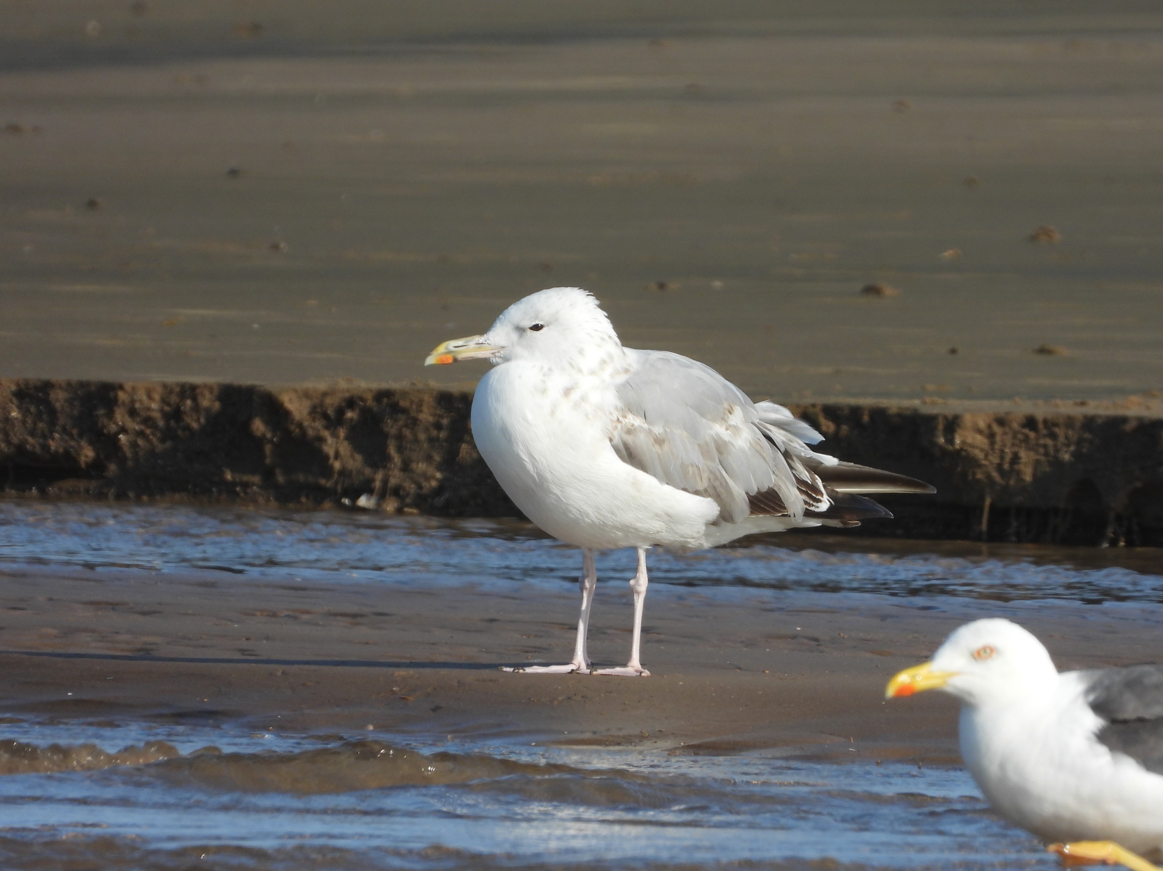 Caspian Gull