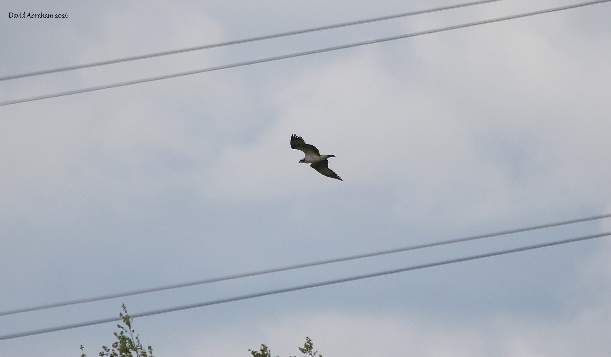 Osprey 
