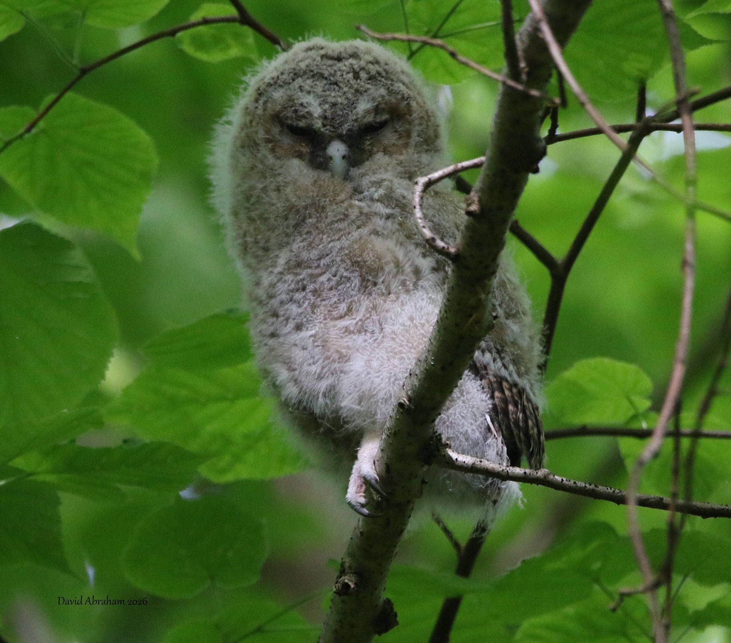 Tawny Owl 