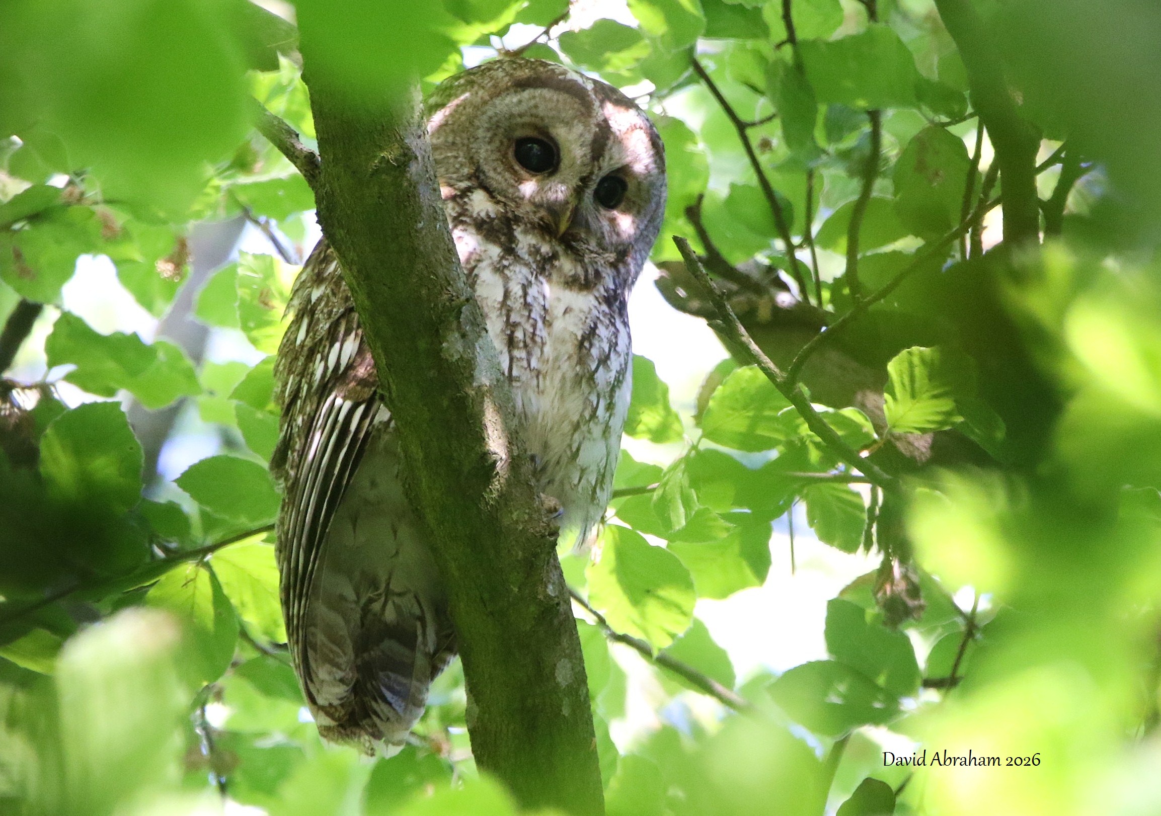 Tawny Owl 
