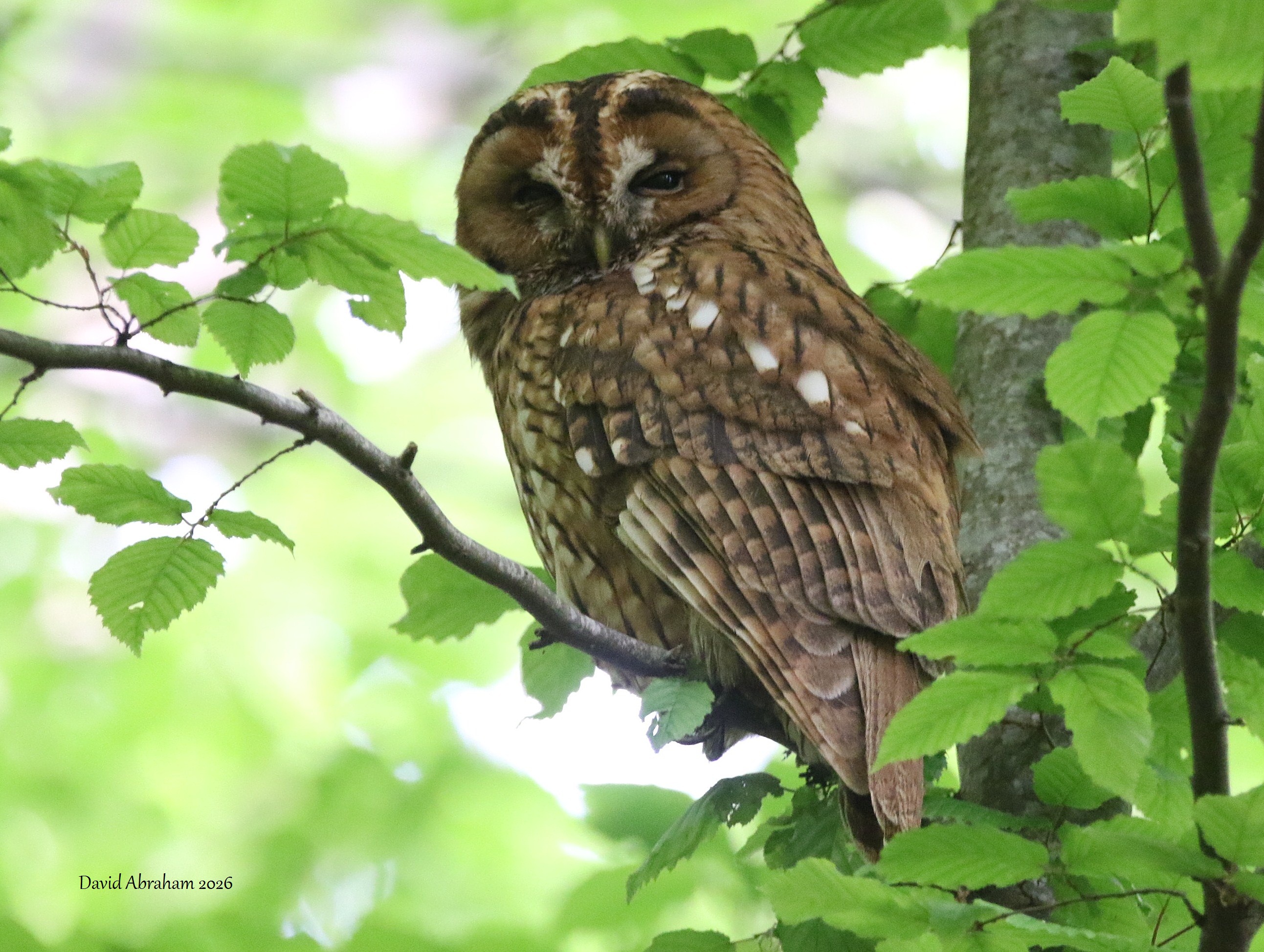 Tawny Owl 