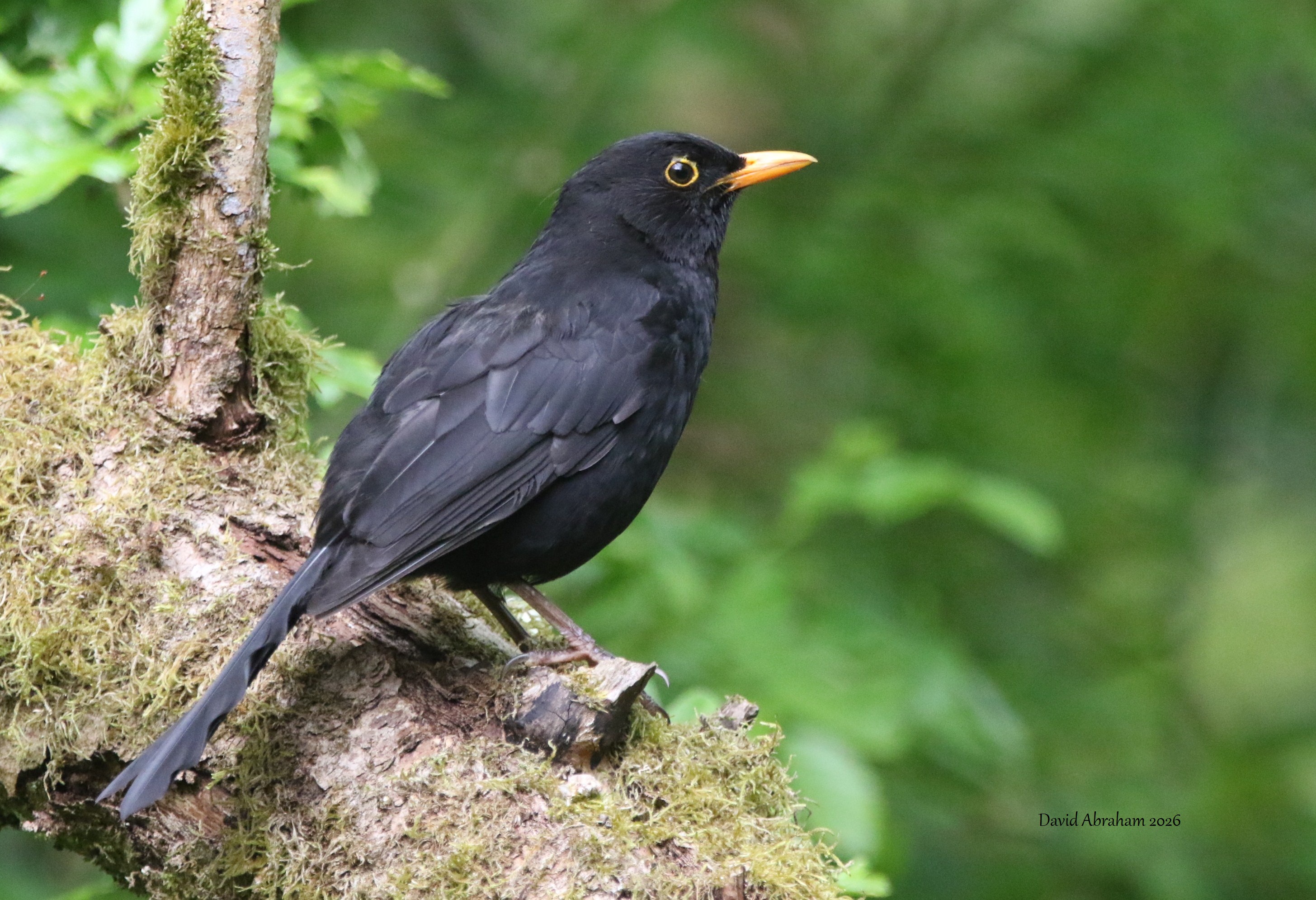 Blackbird 