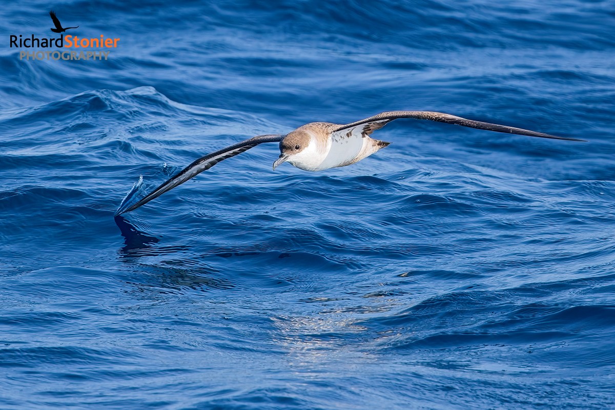 Great Shearwater