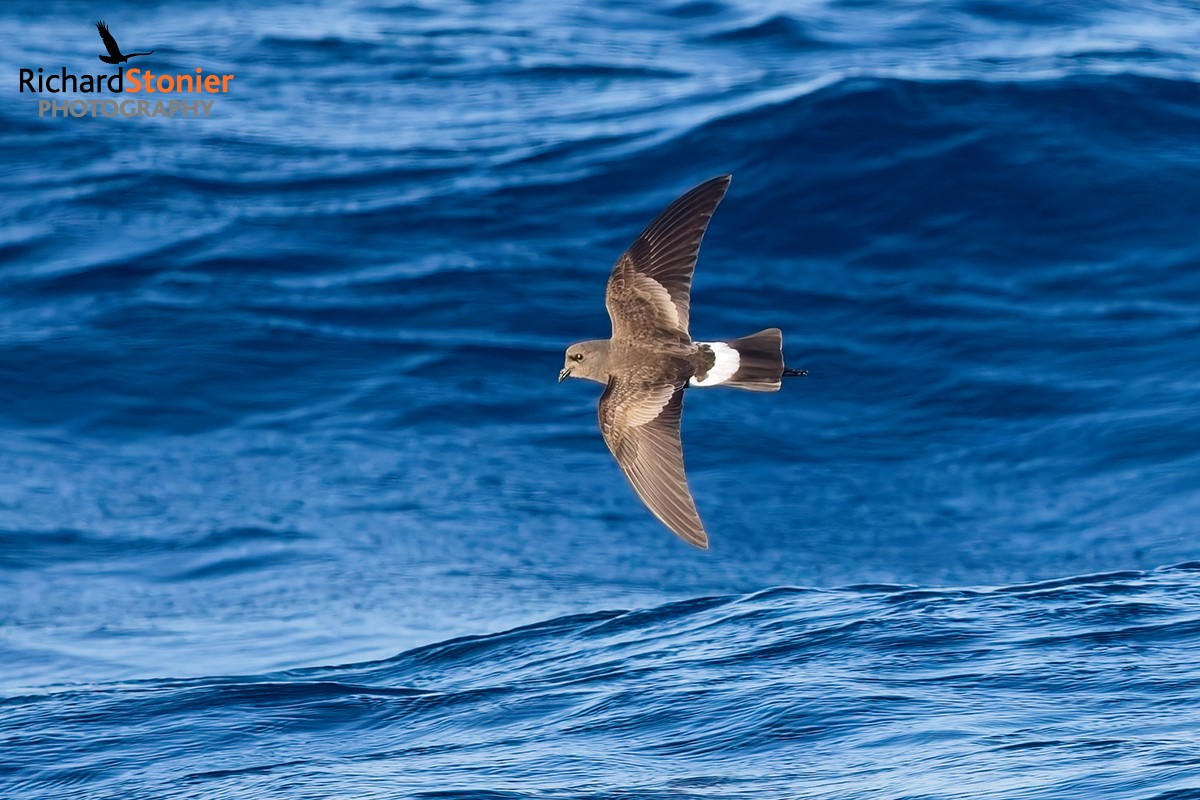 Wilson's Petrel