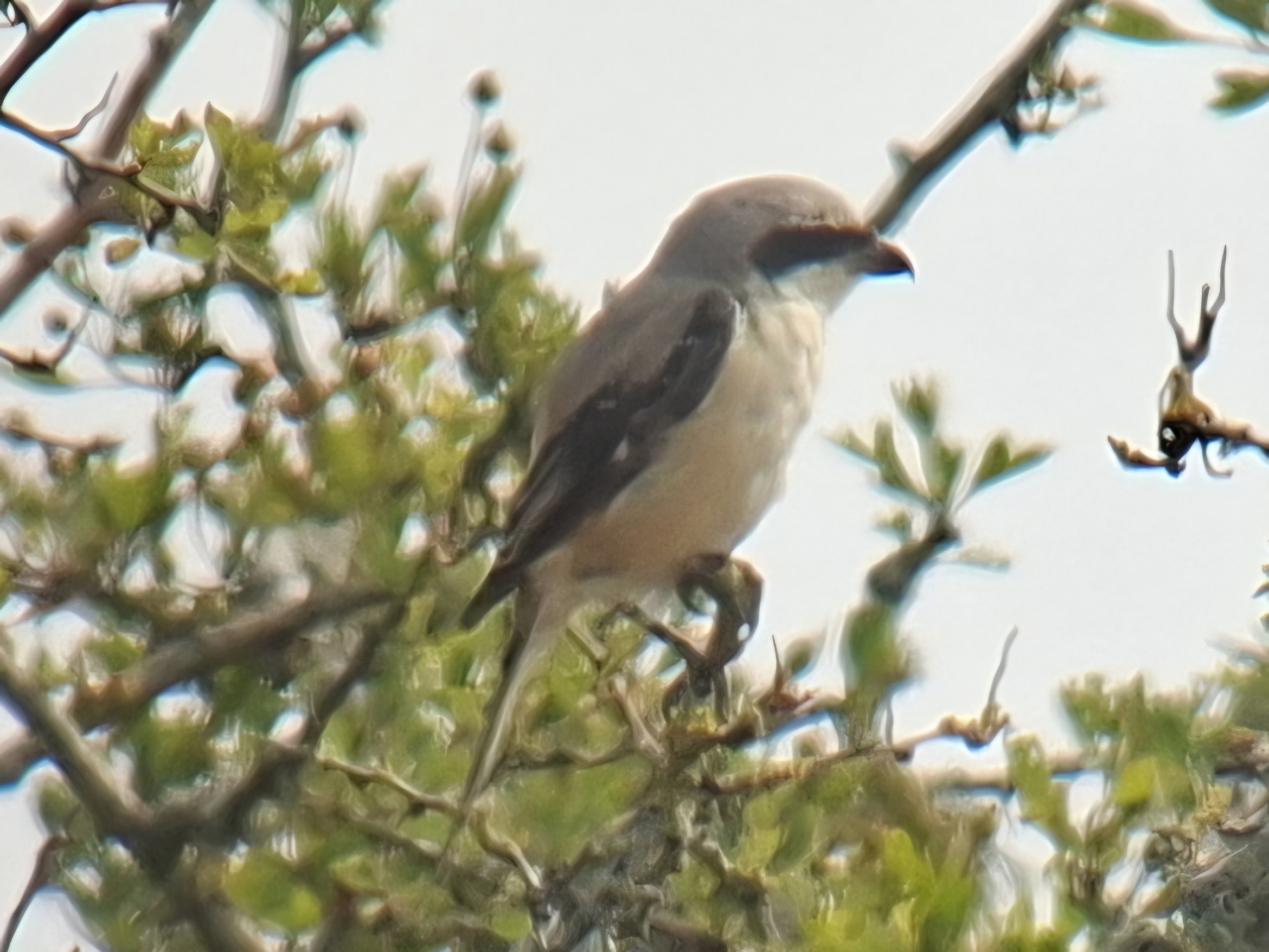 Long-tailed Shrike
