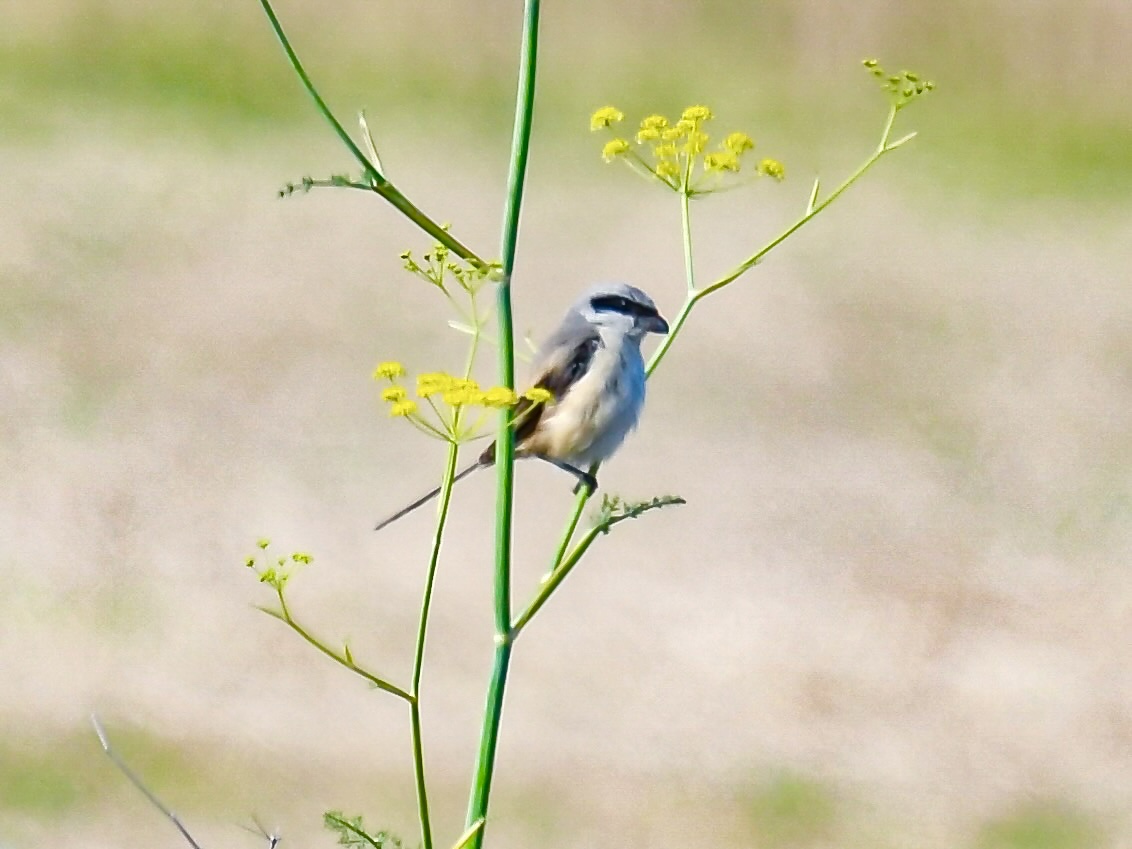 Long-tailed Shrike